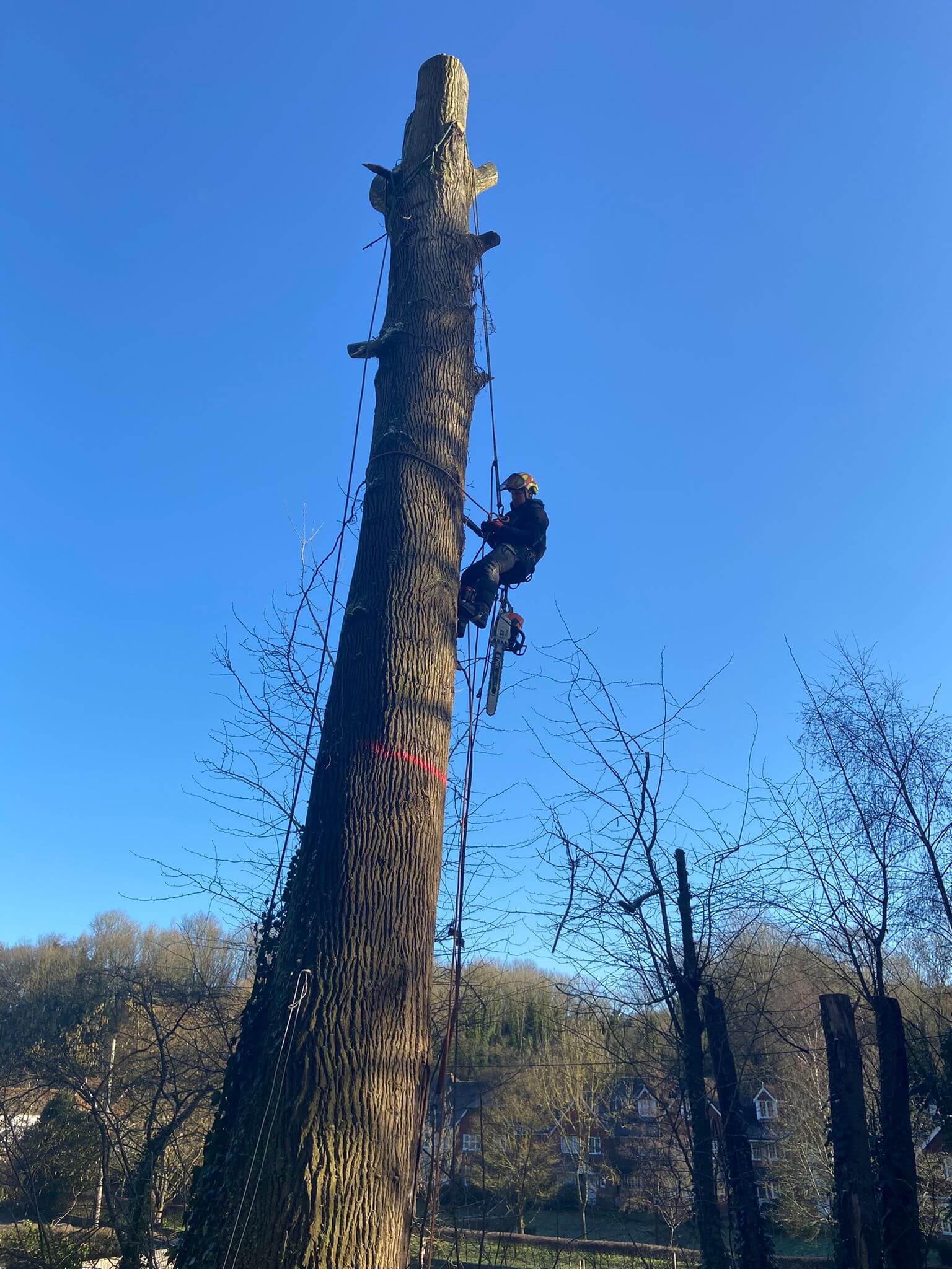 tree surgeons near me, local tree surgeons