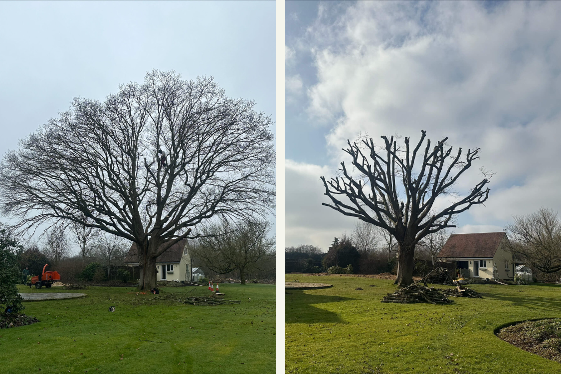tree surgeons near me, local tree surgeons
