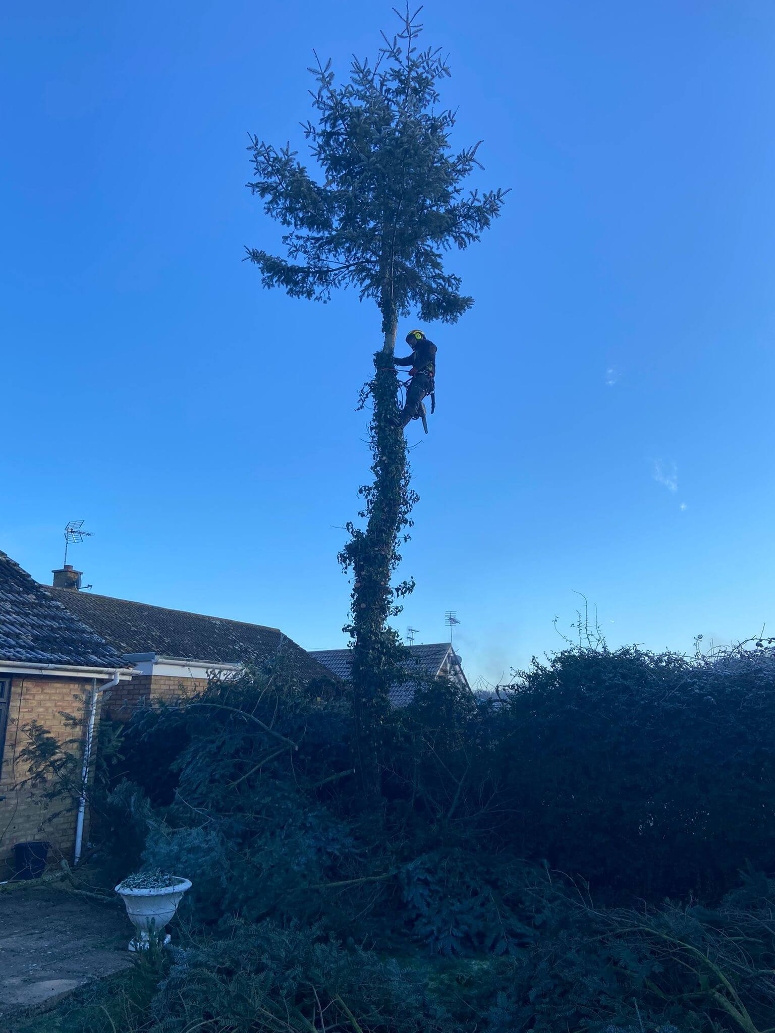 tree surgeons near me, local tree surgeons