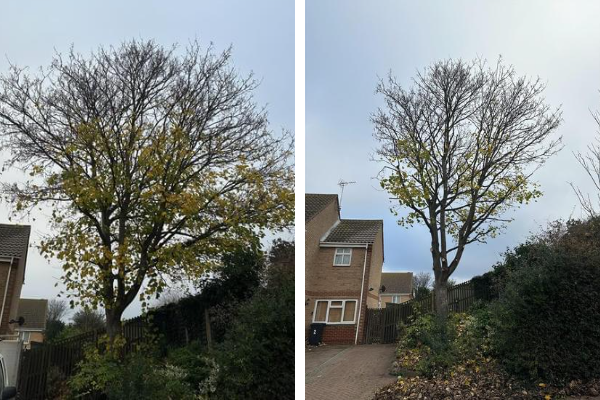 tree surgeons near me, local tree surgeons