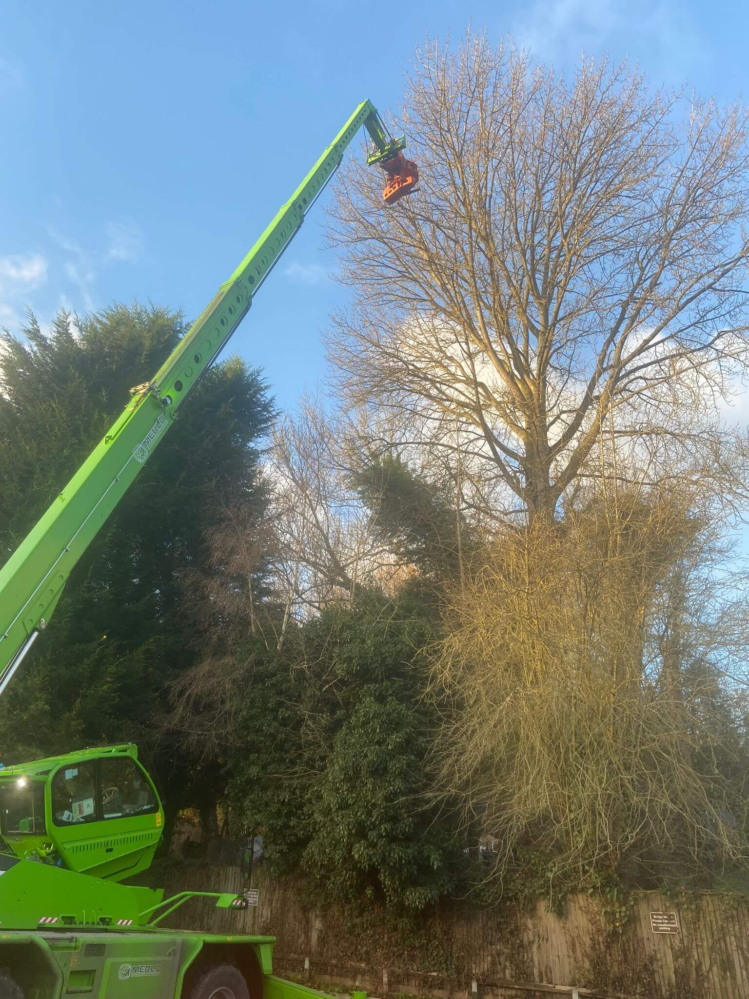 tree surgeons near me, local tree surgeons