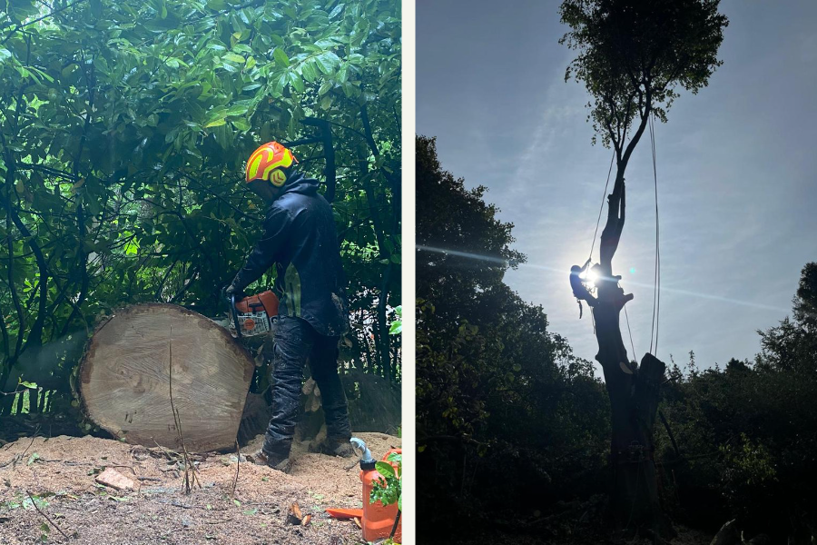 tree surgeons near me, local tree surgeons