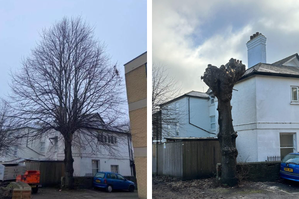 tree surgeons near me, local tree surgeons