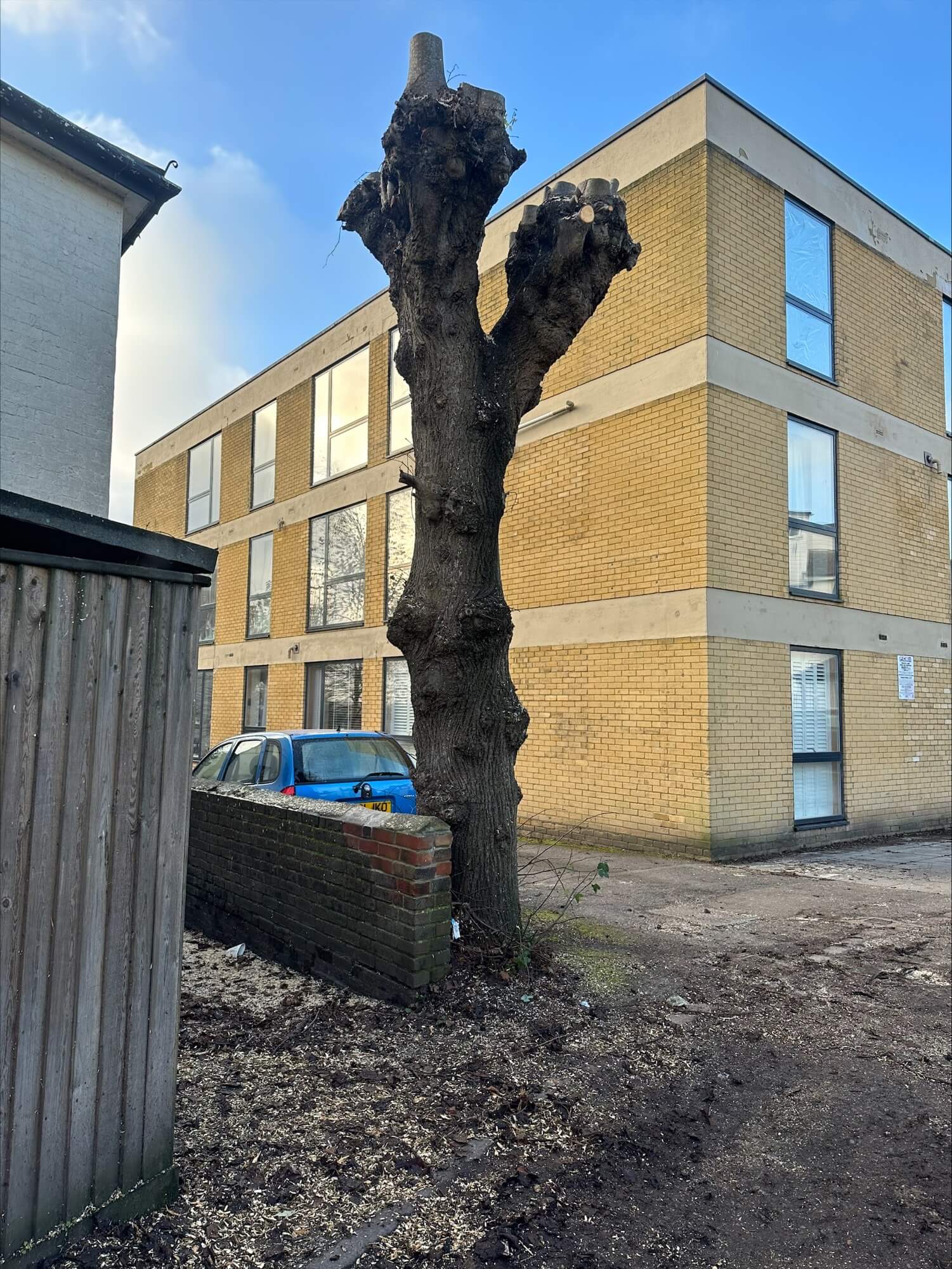 tree surgeons near me, local tree surgeons