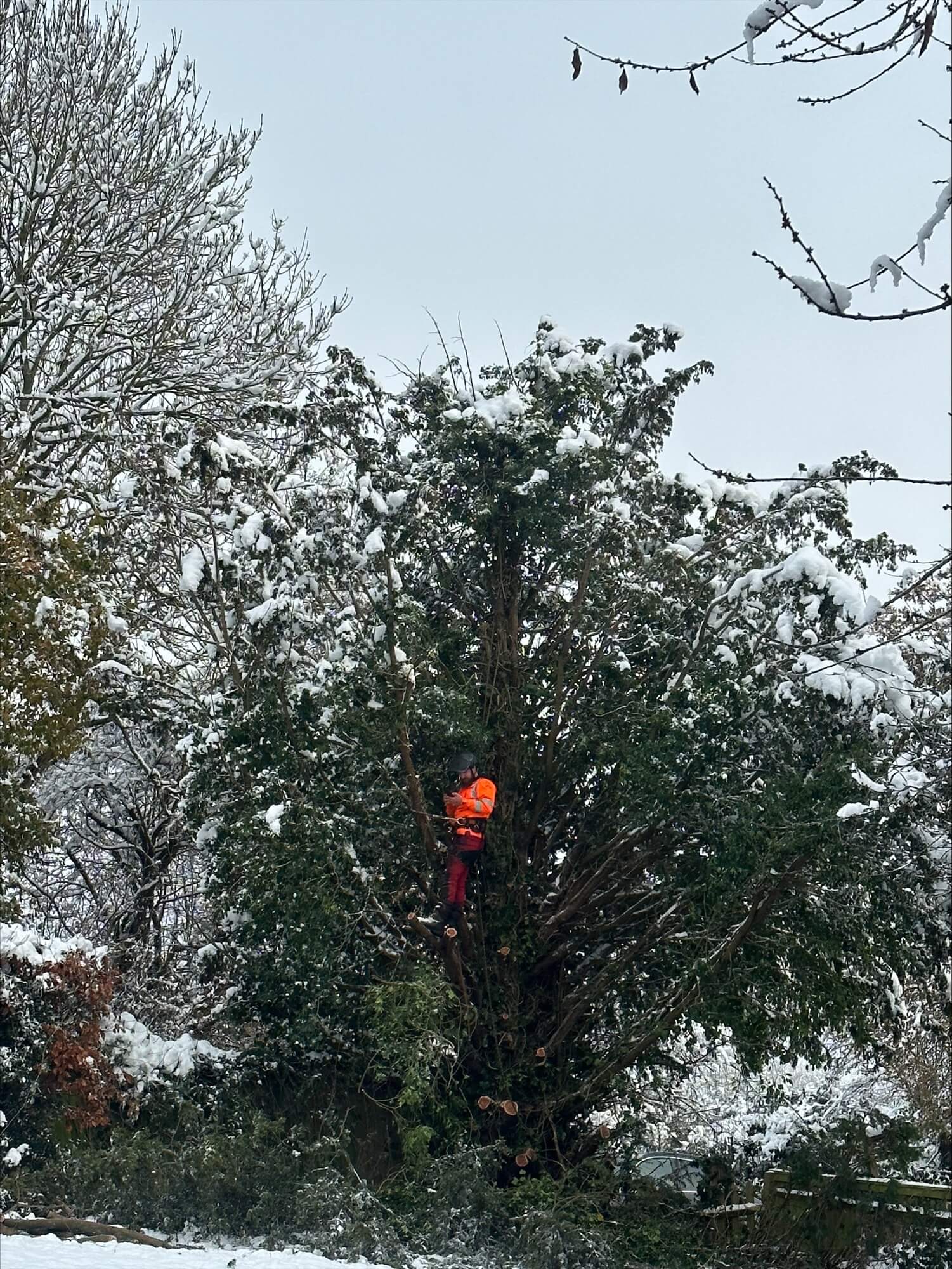tree surgeons near me, local tree surgeons